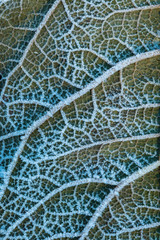 close up of green leaf surface covered with white frost in the cold morning in the shade