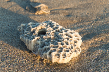 dead coral on the sand beach