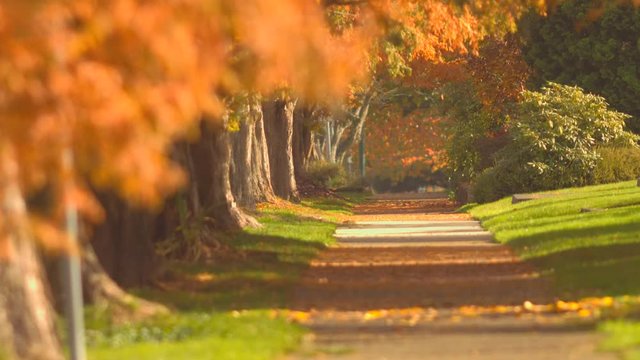 Pedestrian pathway with fall color trees along side