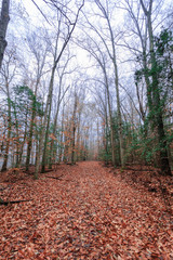Obraz premium Empty road in the forest