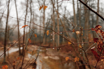 Droplest on a branch