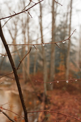 Droplets on a branch