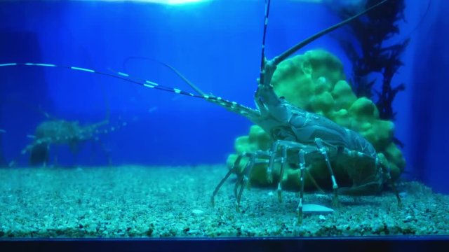 Beautif shrimp in the aquarium on decoration  of aquatic plants background. 