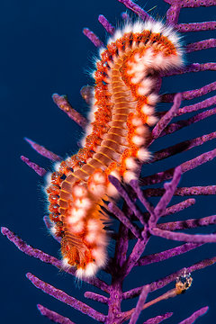 Bearded Fire Worm feeding in Tropical Coral