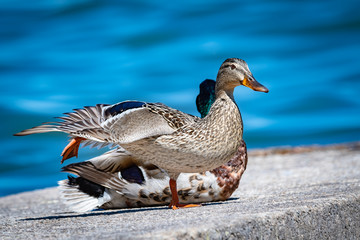 Pair of Ducks relaxing on a rock by the lake in a calm spring morning with lifted leg.