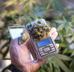 marijuana buds on scales close-up