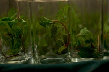 mojitos made in Cuba 