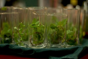 mojitos made in Cuba 