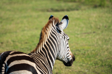 Fototapeta na wymiar Zebra Looking Away