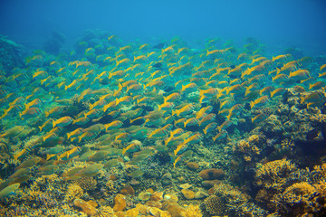 Fototapeta na wymiar Yellow tropical fish scho. Coral reef underwater photo. Yellow fish shoal. Tropical seashore snorkeling or diving