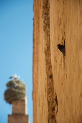 Pigeon nests in a wall; storks nest on a chimney in background