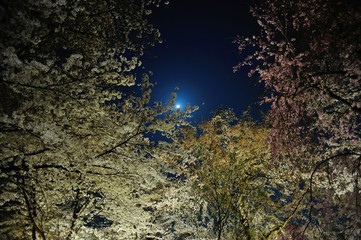 月の夜空とライトアップされた枝垂れ桜