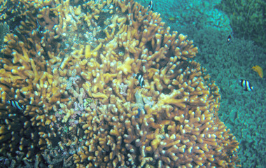 Naklejka na ściany i meble Yellow coral and tropical fish. Dascillus fish colony. Coral reef underwater photo. Tropical sea shore snorkeling