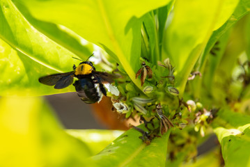 Bumblebee flying to flower chasing nectar