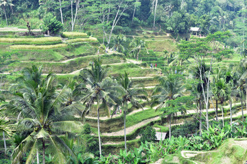 Fototapeta na wymiar Tegalalang Rice Terrace in Ubud, Bali Island, Indonesia