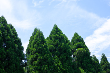 杉木立と夏の空