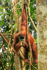 Female Sumatran orangutan eating in a tree, Gunung Leuser National Park, Sumatra, Indonesia