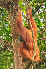 Female Sumatran orangutan sitting in a tree in Gunung Leuser National Park, Sumatra, Indonesia