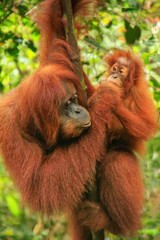Female Sumatran orangutan with a baby sitting on a tree in Gunung Leuser National Park, Sumatra, Indonesia