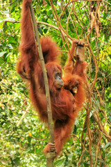 Female Sumatran orangutan with a baby hanging in the trees, Gunung Leuser National Park, Sumatra, Indonesia © donyanedomam