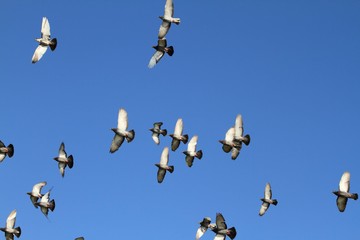 flock of birds in flight