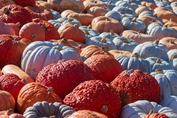 Colorful Pumpkins Fall