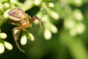 pająk krzyżak © Pawel