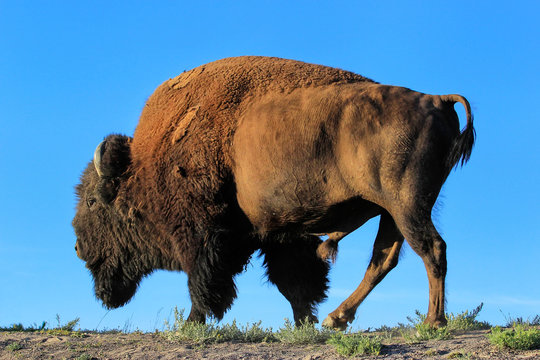 Male bison standing against blue sky, Yellowstone National Park, Wyoming