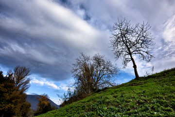 tree and blue sky