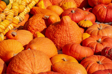 Orange Pumpkins