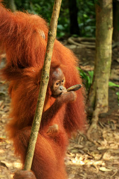 Baby Sumatran orangutan sitting on its mother in Gunung Leuser National Park, Sumatra, Indonesia