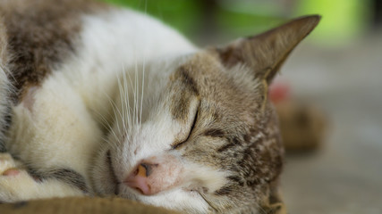 A cat is sleeping on floor