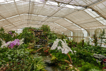 Violet & white orchid in tropical garden in glasshouse in daytime for love, passion, relaxation, travel, agritourism, agrotourism, season, time, holiday, agriculture concept