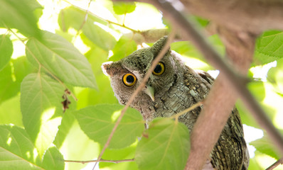 Pacific screech owl (Megascops cooperi) perched, resting in a tree during daytime.  Member of Strigidae family.  Strictly a nocturnal hunter is dormant during daytime.