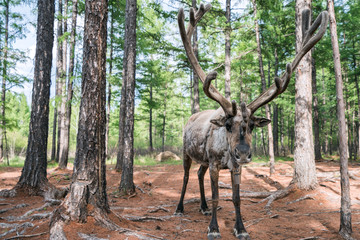 A young reindeer in Aoluguaya Park, Genhe City, Inner Mongolia, China