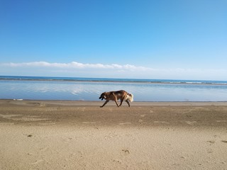 Dog running around the beach