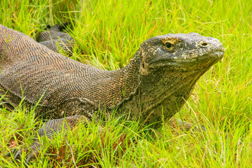 Obraz premium Komodo dragon lying in grass on Rinca Island in Komodo National Park, Nusa Tenggara, Indonesia