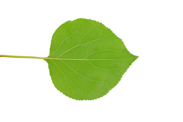 Fototapeta premium green leaf with streaks on white background