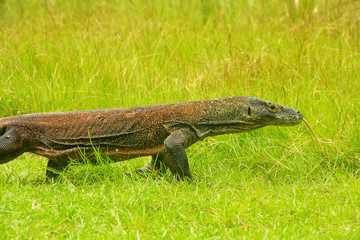 Komodo dragon walking on Rinca Island in Komodo National Park, Nusa Tenggara, Indonesia
