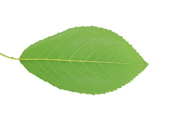 Fototapeta premium green leaf with streaks on white background