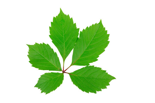 green grape leaves on white background