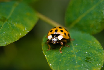 Biedronka macro © Pawel