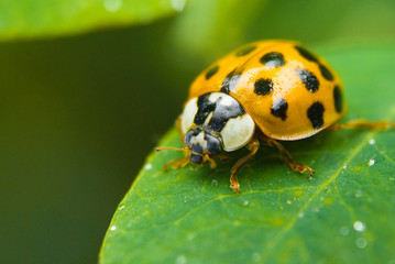 Biedronka macro © Pawel