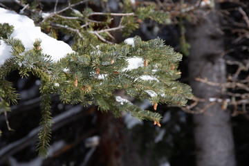 branch of tree in snow