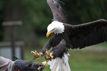 Weißkopfseeadler