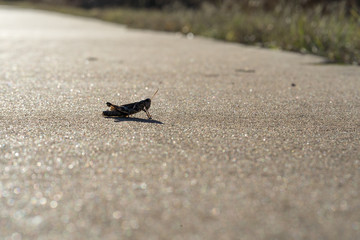 Grasshopper on a concrete walkway on a sunny day in the autumn park