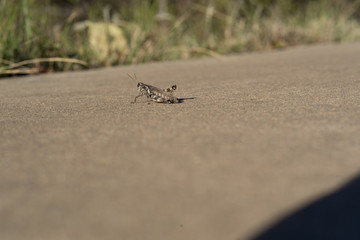 Grasshopper on a concrete walkway on a sunny day in the autumn park