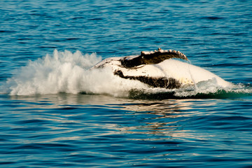 Naklejka premium Humpback Whale - Exmouth - Australia