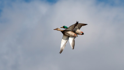 Mallard ducks in flight