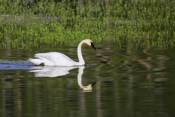 Trumpeter swan in Yellowstone National Park, Wyoming